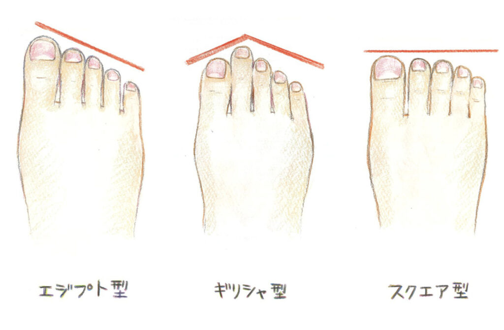 足の指の形